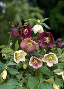 Helleborus orientalis C1.5 - afbeelding 3