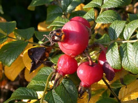 Rosa rugosa C2