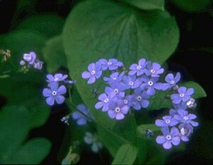 Brunnera macrophylla C2 - afbeelding 1