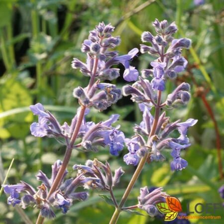 Nepeta faassenii 'Six Hills Giant' C2 - afbeelding 1