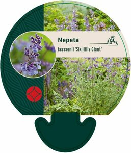 Nepeta faassenii 'Six Hills Giant' C2 - afbeelding 3