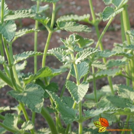 Nepeta faassenii 'Six Hills Giant' C2 - afbeelding 2