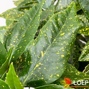 Aucuba japonica 'Variegata' 30/40 C. - afbeelding 2