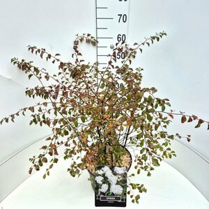 Spiraea vanhouttei C1.5 - afbeelding 2