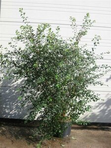 Spiraea vanhouttei C1.5 - afbeelding 3