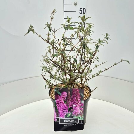 Buddleja davidii 'Pink Delight' C7.5 - afbeelding 5