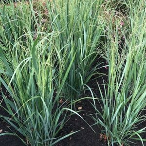 Panicum virgatum 'Northwind' C5 - afbeelding 5