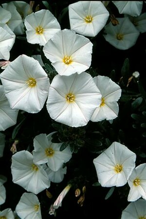 Convolvulus cneorum 25/30 C. - afbeelding 5