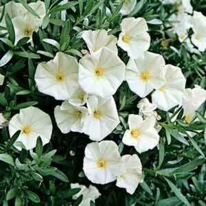 Convolvulus cneorum 25/30 C. - afbeelding 6