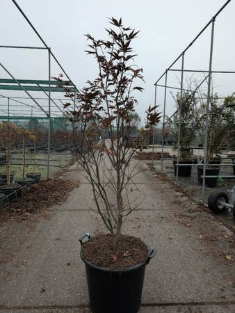 Acer palmatum 'Atropurpureum' 100/125 C. - afbeelding 3