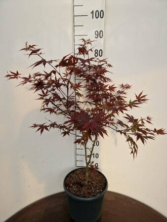 Acer palmatum 'Atropurpureum' 100/125 C. - afbeelding 4