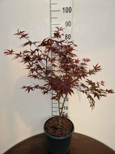 Acer palmatum 'Atropurpureum' 100/125 C. - afbeelding 4