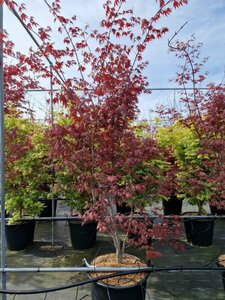 Acer palmatum 'Atropurpureum' 100/125 C. - afbeelding 2