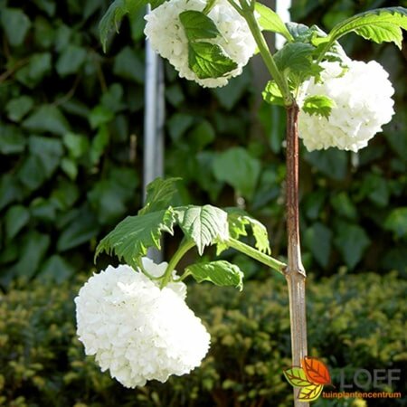 Viburnum opulus 80/100 W. - afbeelding 1