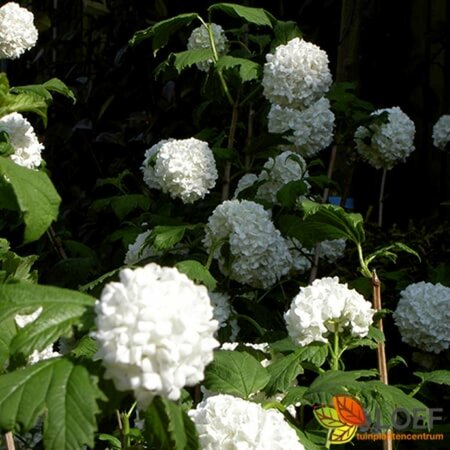 Viburnum opulus 80/100 W. - afbeelding 2