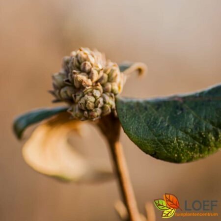 Viburnum burkwoodii 100/125 C. - afbeelding 5