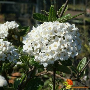 Viburnum burkwoodii 100/125 C. - afbeelding 6