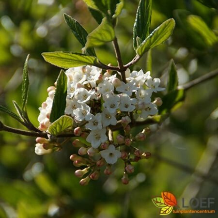 Viburnum burkwoodii 100/125 C. - afbeelding 7