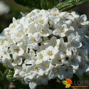 Viburnum burkwoodii 100/125 C. - afbeelding 8