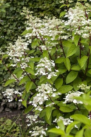 Hydrangea paniculata 'Wim's Red' C7.5 - afbeelding 1