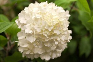 Hydrangea paniculata 'Wim's Red' C7.5 - afbeelding 2