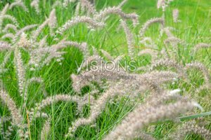 Pennisetum orientale 'Flamingo' C5