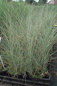 Miscanthus sinensis 'Morning Light' C5