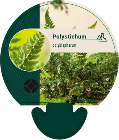 Polystichum polyblepharum C2 - afbeelding 12