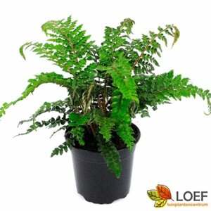 Polystichum polyblepharum C2 - afbeelding 8