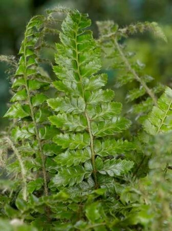 Polystichum polyblepharum C2 - afbeelding 3