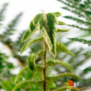 Polystichum polyblepharum C2 - afbeelding 6