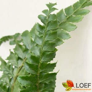 Polystichum polyblepharum C2 - afbeelding 5