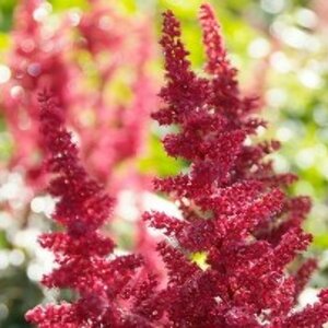 Astilbe arendsii 'Fanal' P9 - afbeelding 3