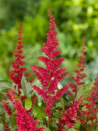 Astilbe arendsii 'Fanal' P9 - afbeelding 4