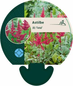 Astilbe arendsii 'Fanal' P9 - afbeelding 6