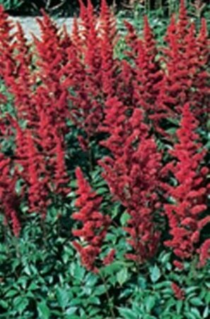 Astilbe arendsii 'Fanal' P9 - afbeelding 5