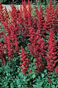 Astilbe arendsii 'Fanal' P9 - afbeelding 5