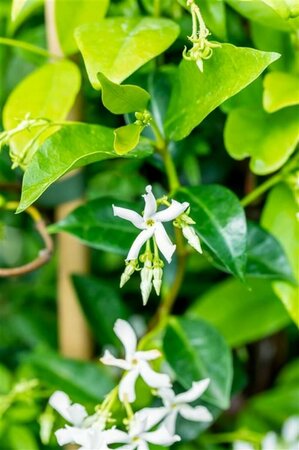 Trachelospermum jasminoides 175/200 C.