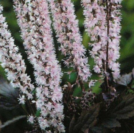 Actaea simplex 'Pink Spike' C2 - afbeelding 3