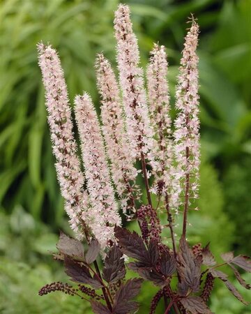 Actaea simplex 'Pink Spike' C2 - afbeelding 1