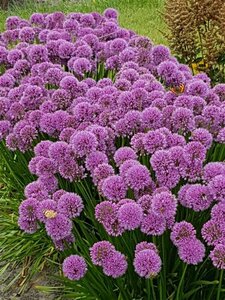 Allium 'Millennium' C2 - afbeelding 2