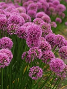 Allium 'Millennium' C2 - afbeelding 3