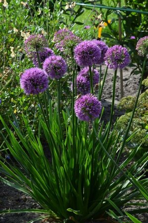 Allium 'Millennium' C2 - afbeelding 1