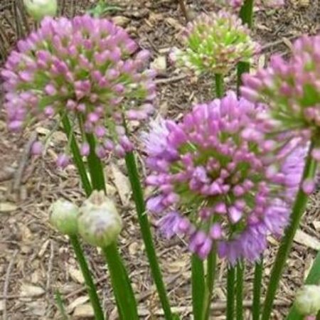 Allium 'Millennium' C2 - afbeelding 4