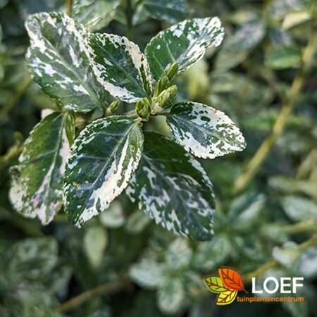 Euonymus fortunei 'Harlequin' 25/30 C. - afbeelding 3