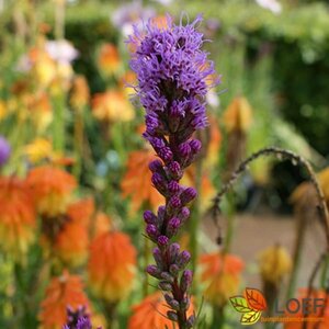 Liatris spicata C2 - afbeelding 1