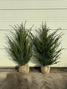 Taxus baccata 80/100 C. - afbeelding 6