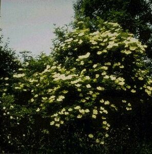 Sambucus nigra 80/100 C. - afbeelding 7