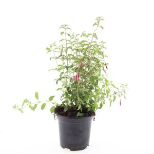 Fuchsia 'Riccartonii' C2 - afbeelding 6