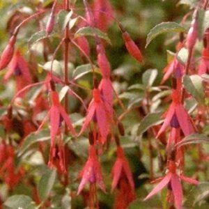 Fuchsia 'Riccartonii' C2 - afbeelding 1